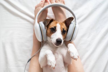 Şirin köpek Jack Russell Terrier sahibinin bacaklarının üzerinde sırt üstü uzanıyor ve kulaklıkla müzik dinliyor..