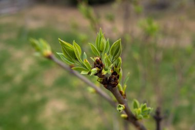 İlkbaharda bir leylak ağacının ilk şişmiş tomurcuklarının yakın çekimi.
