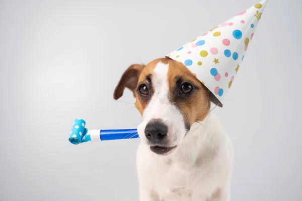 Divertido Jack Russell Terrier perro con una gorra de cumpleaños sosteniendo un silbato sobre un fondo blanco. — Foto de Stock