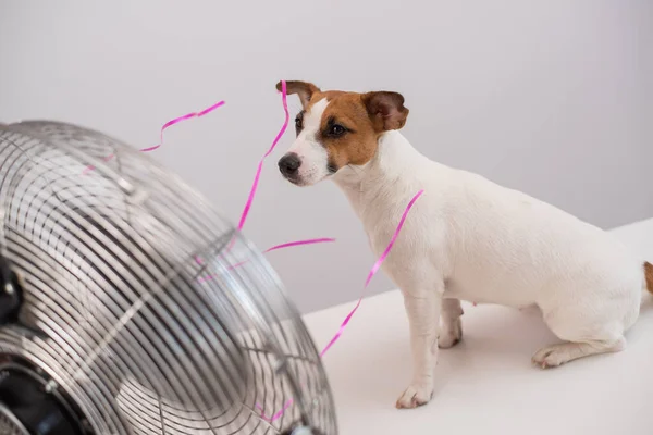 Jack Russell terrier dog se sienta disfrutando de la brisa refrescante de un ventilador eléctrico sobre un fondo blanco. — Foto de Stock