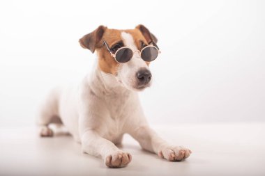 Jack Russell Terrier köpek portresi. Beyaz arka planda güneş gözlüğü takıyor.
