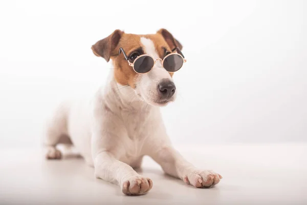 Jack russell terrier cão retrato em óculos de sol sobre fundo branco — Fotografia de Stock