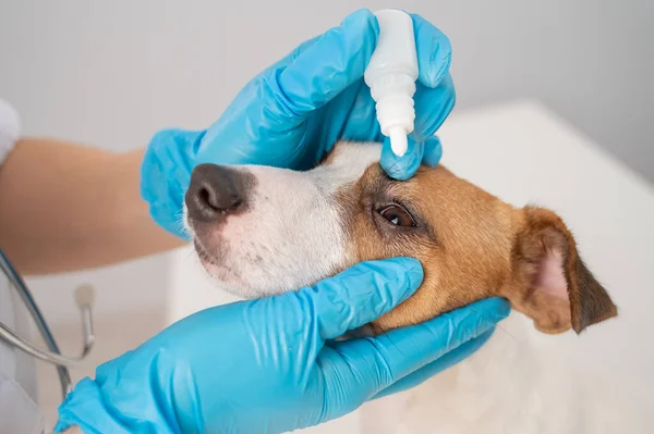 Veterinário fêmea gotejamento colírio para jack russell terrier cão no fundo branco. — Fotografia de Stock