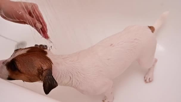 Una mujer lava al desafortunado Jack Russell Terrier en el baño. Perro sacude el agua en cámara lenta. — Vídeos de Stock