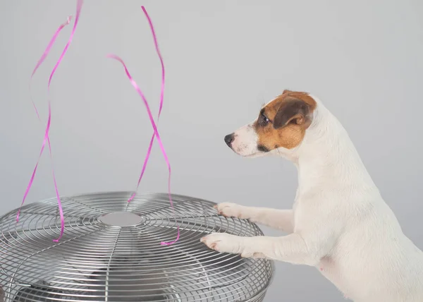 Jack Russell Terrier pies siedzi ciesząc się chłodną bryzą z wentylatora elektrycznego na białym tle. — Zdjęcie stockowe