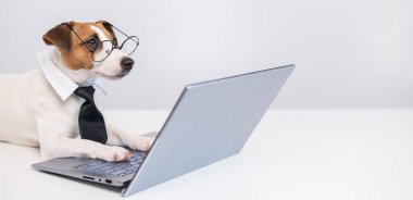 Kravatlı ve gözlüklü akıllı köpek Jack Russell Terrier beyaz arka planda dizüstü bilgisayarın başında oturuyor..