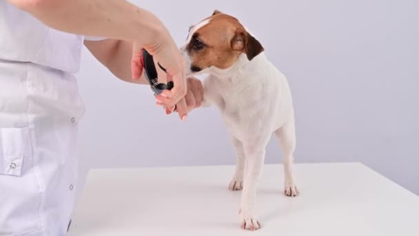 De dierenarts snijdt de hond jack russell terriers klauwen op een witte achtergrond. — Stockvideo