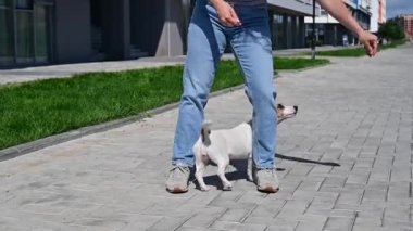 Köpek sahibi ile oynar. Jack Russell Terrier sekiz figürlü egzersiz yapıyor..