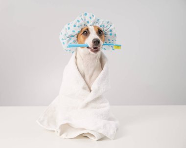 Duş bonesi takmış köpek Jack Russell Terrier 'ın portresi ve beyaz arka planda diş fırçası tutan bir havlu..