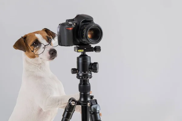 Cane jack russell terrier con occhiali scatta foto su una macchina fotografica su un treppiede su uno sfondo bianco — Foto Stock