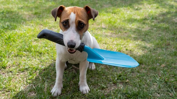 O cão está segurando uma ferramenta de pá. Jack Russell terrier detém ferramentas de jardineiro e está envolvido na agricultura — Fotografia de Stock