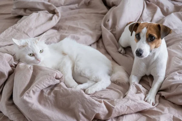 Biały puszysty kot i pies Jack Russell Terrier leżą w łóżku. Miłość między zwierzętami. — Zdjęcie stockowe