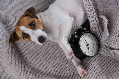 Köpek Jack Russell Terrier gri bir battaniyenin altında çalar saatle kucağında uyur..