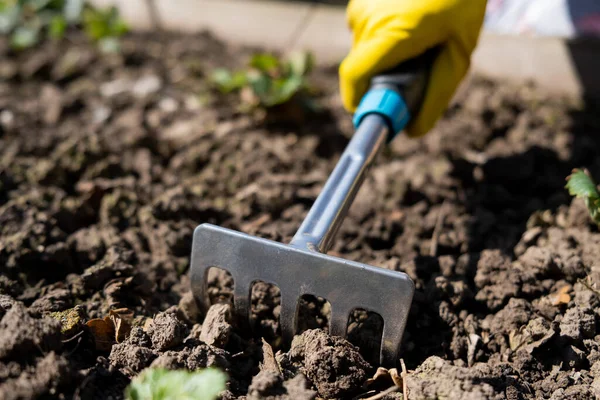 A gardener spuds strawberry beds with a rake. — Stock Photo, Image