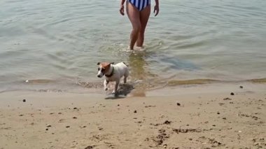 Köpek nehirden çıkar ve sudan sallanarak çıkar. Yavaş çekim.