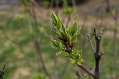 İlkbaharda bir leylak ağacının ilk şişmiş tomurcuklarının yakın çekimi.