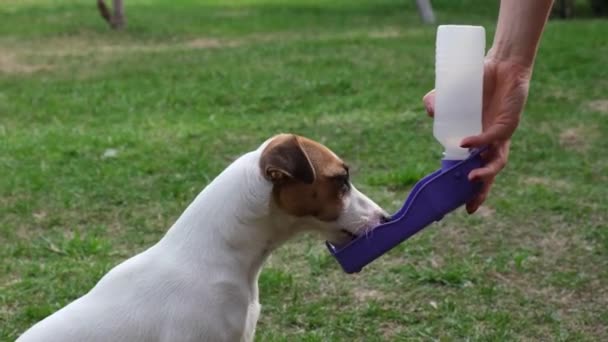 Kobieta daje psu napój ze specjalnej przenośnej miski na świeżym powietrzu. Jack Russell Terrier zaspokaja pragnienie plastikową butelką podróżną — Wideo stockowe