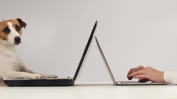 Une femme travaille sur un ordinateur portable moderne, tandis qu'un chien Jack Russell Terrier sur un fond blanc obsolète. Comparaison de la saisie rapide et lente sur le clavier — Video