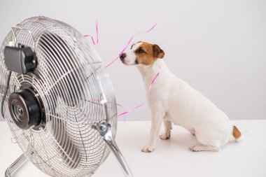 Jack Russell Terrier köpeği beyaz arka planda elektrikli vantilatörün serinletici esintisinin tadını çıkarıyor..