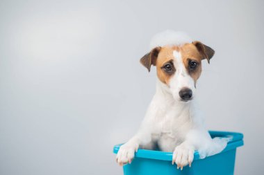 Komik dost canlısı köpek Jack Russell Terrier beyaz bir arka planda köpükle banyo yapıyor.