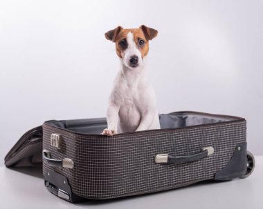 Jack Russell Terrier tatil beklentisiyle beyaz bir arka planda bir bavulun içinde oturuyor. Köpek sahipleriyle bir yolculuğa çıkıyor.