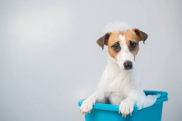 Divertente cane amichevole jack russell terrier prende un bagno con schiuma su uno sfondo bianco — Foto Stock