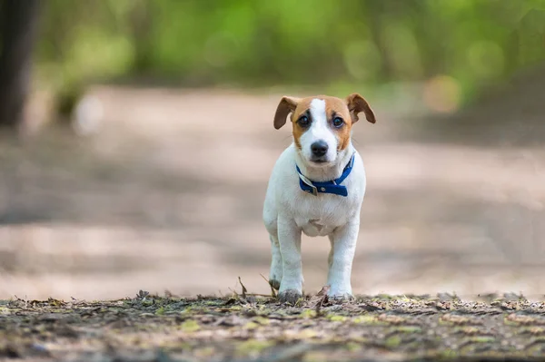 Verloren hond Jack Russell terriër in het bos — Stockfoto