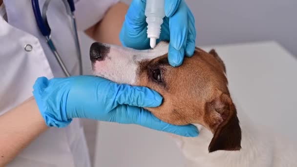 Veterinário fêmea gotejamento colírio para jack russell terrier cão no fundo branco. — Vídeo de Stock