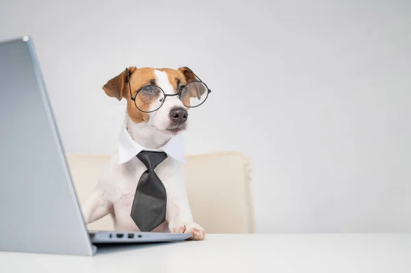 Portrait d'un chien Jack Russell terrier dans des lunettes et une cravate fonctionne pour un ordinateur portable sur un fond blanc — Photo