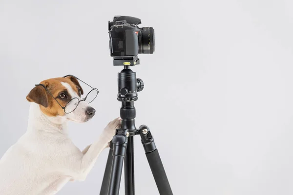 Cane jack russell terrier con occhiali scatta foto su una macchina fotografica su un treppiede su uno sfondo bianco — Foto Stock