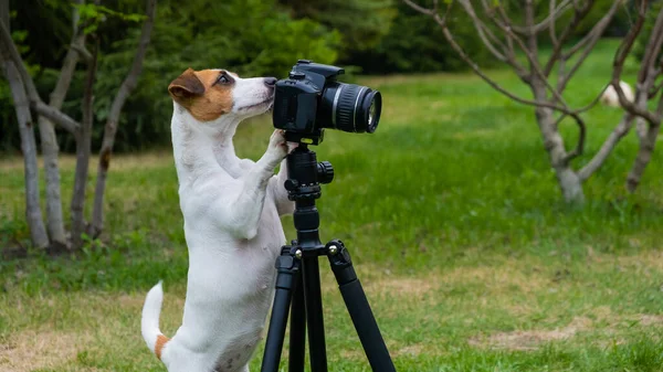 Dog jack Russell Terrier robi zdjęcia na statywie na zewnątrz. — Zdjęcie stockowe