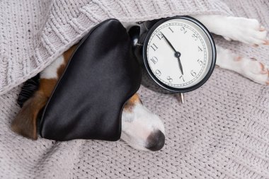 Uyku maskeli köpek Jack Russell Terrier gri bir battaniyenin altında çalar saatle uyuyor..