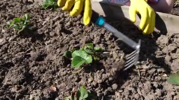 园丁用铲子从花园里捡杂草 — 图库视频影像