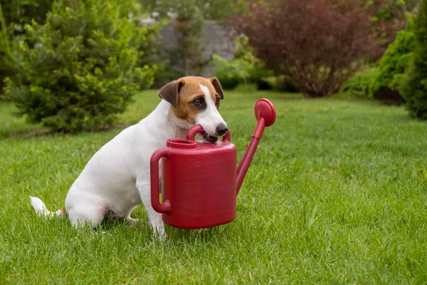 Cane Jack Russell Terrier si trova sul prato e tiene un annaffiatoio — Foto Stock