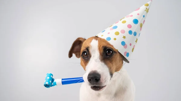 Divertido Jack Russell Terrier perro con una gorra de cumpleaños sosteniendo un silbato sobre un fondo blanco. — Foto de Stock