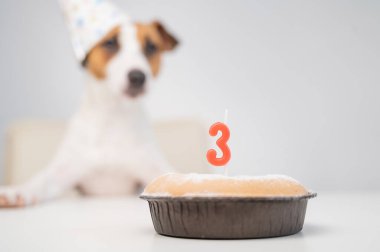 Jack Russell Terrier 'ın beyaz arka planda mumlu turta şapkalı hâli. Köpek üçüncü doğum gününü kutluyor.