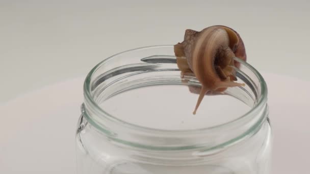 하얀 배경에 빈 유리병 위를 기어 다니는 달팽이의 근접 사진. 우주론에서 조개를 사용하는 방법. — 비디오