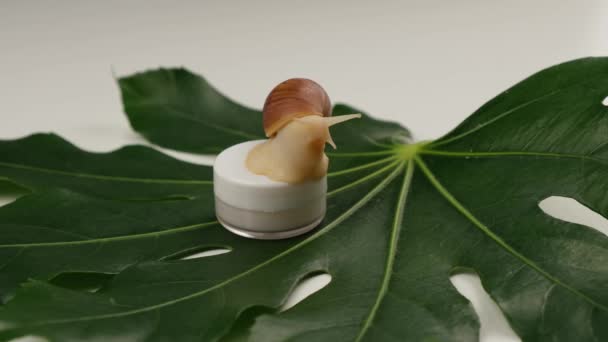 Gros plan d'un escargot sur un pot de crème sur un fond blanc. L'utilisation des crustacés en cosmétologie. — Video