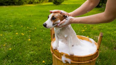 Kadın köpeği Jack Russell Terrier 'ı dışarıda tahta bir küvette yıkıyor. Ev sahibesi evcil hayvanın banyo yapmasına yardım eder..