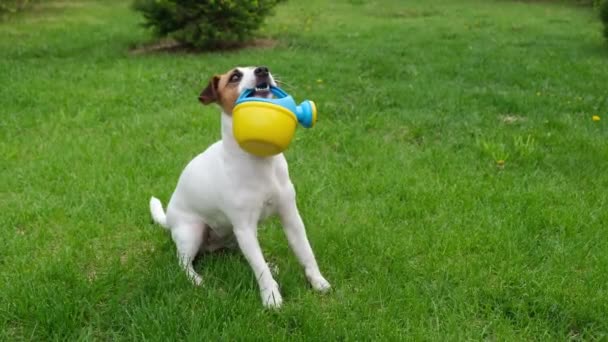 Dog Jack Russell Terrier stands on the lawn and holds a watering can — Stock Video