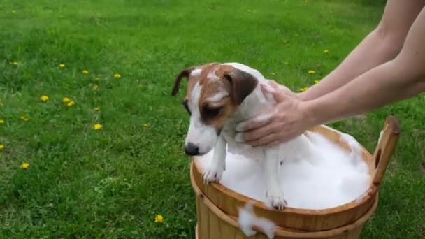 Vrouw wast haar hond Jack Russell Terrier in een houten bad buiten. De gastvrouw helpt het huisdier om een bad te nemen. — Stockvideo