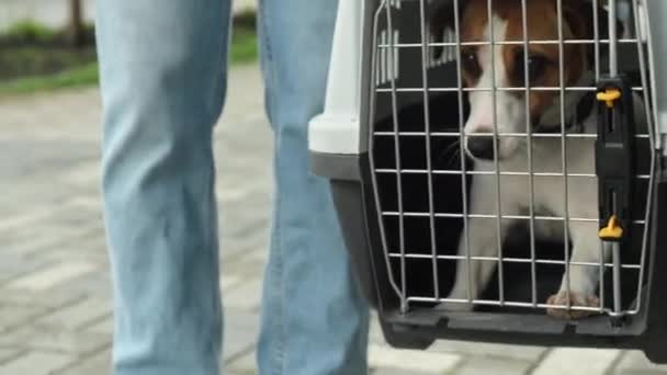 Una mujer lleva un perro Jack Russell Terrier en una caja para un viaje seguro al aire libre. Vacaciones con una mascota. — Vídeos de Stock