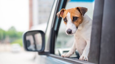 Jack Russell Terrier köpeği arabanın camından dışarı bakıyor. Bir evcil hayvanla seyahat etmek.
