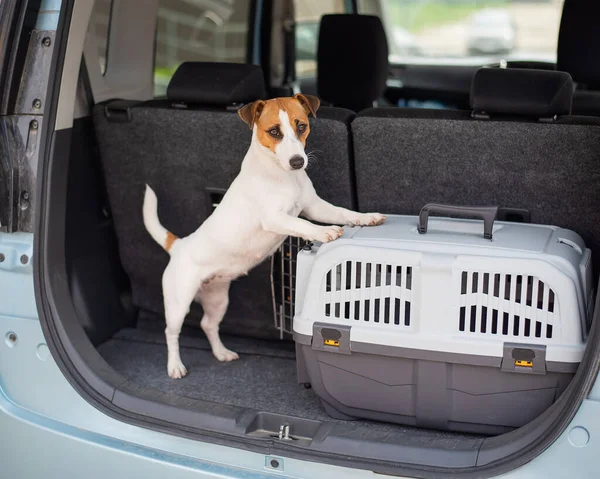 Jack Russell Terrier perro se sienta en una caja de viaje en el maletero de un coche. Viajar con una mascota —  Fotos de Stock