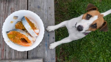 Jack Russell Terrier köpeğinin üst görüntüsü baharatlarla marine edilmiş çiğ balık bifteği tabağının yanında.