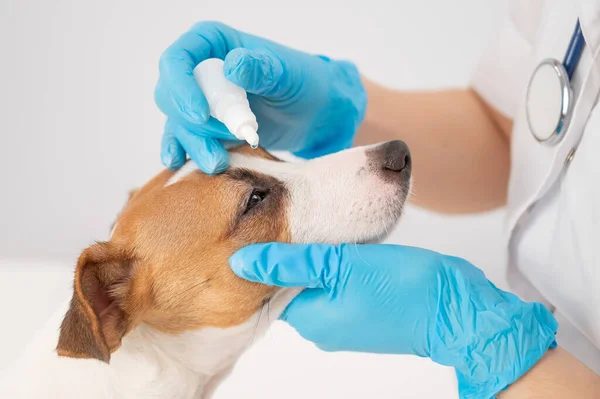 Female veterinarian dripping eye drops to jack russell terrier dog on white background. — Stock Photo, Image