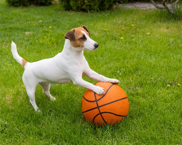 Cane jack russell terrier con una palla da basket su un prato verde. — Foto Stock