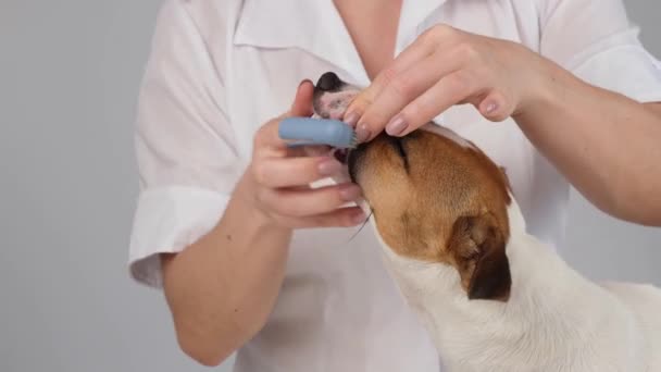 Femeia veterinar perie dinții câinelui Jack Russell terrier cu o perie specială punându-l pe deget . — Videoclip de stoc