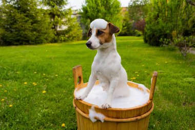 Köpek dışarıda ahşap bir küvette yıkanır. Jack Russell Terrier arka bahçede köpük banyosu yapıyor.