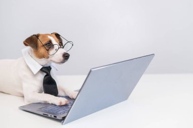 Kravatlı ve gözlüklü akıllı köpek Jack Russell Terrier beyaz arka planda dizüstü bilgisayarın başında oturuyor..
